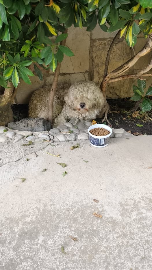 Dog sighting photo