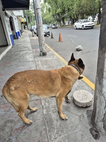 Foto del avistamiento de perro