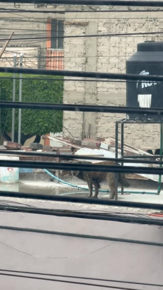 Foto del avistamiento de perro