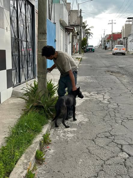 Foto del avistamiento de perro