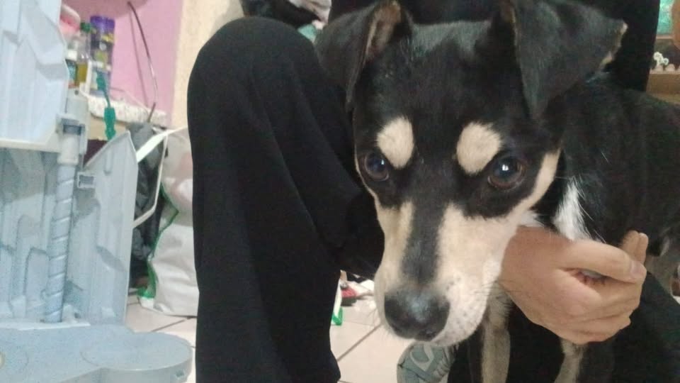 Dog sighting photo