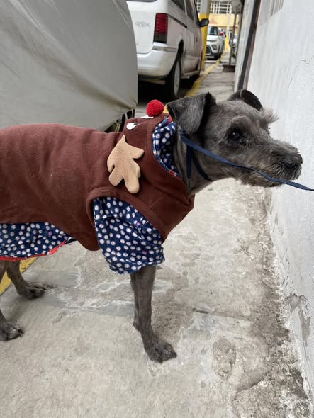 Dog sighting photo