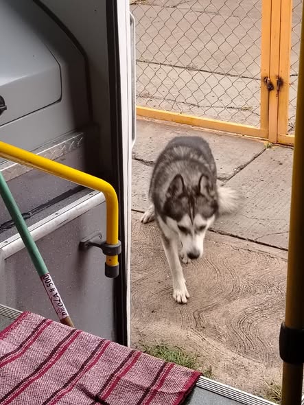 Dog sighting photo