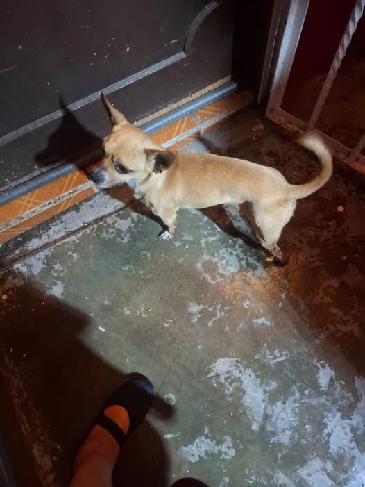 Foto del avistamiento de perro