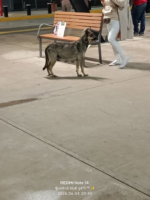 Dog sighting photo