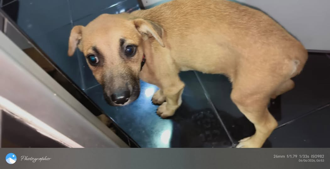 Foto del avistamiento de perro