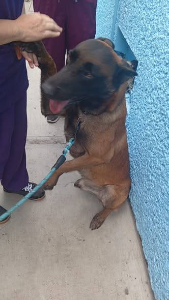 Foto del avistamiento de perro