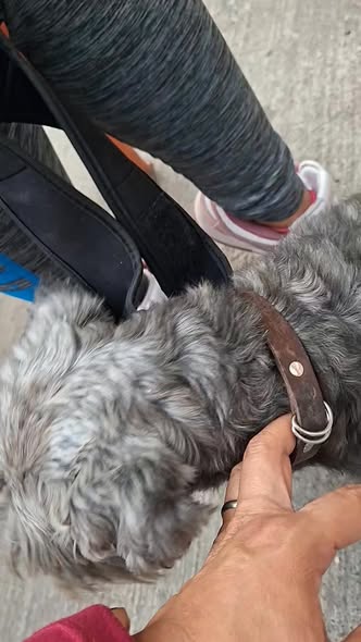 Foto del avistamiento de perro