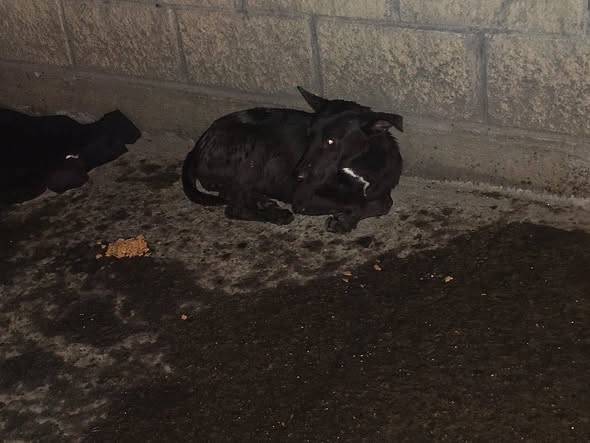 Foto del avistamiento de perro