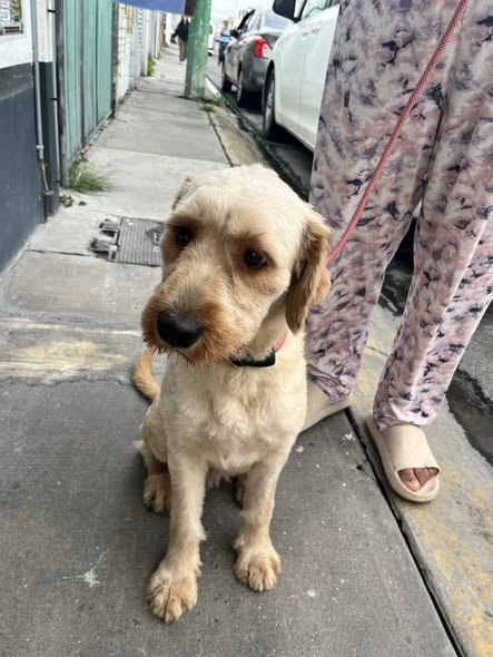 Dog sighting photo
