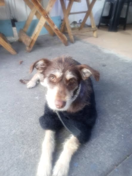 Foto del avistamiento de perro