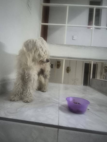 Dog sighting photo