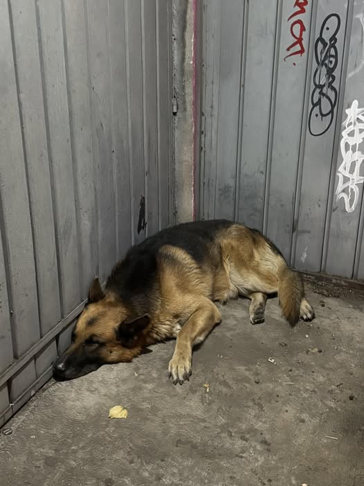 Dog sighting photo