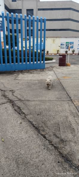 Foto del avistamiento de perro