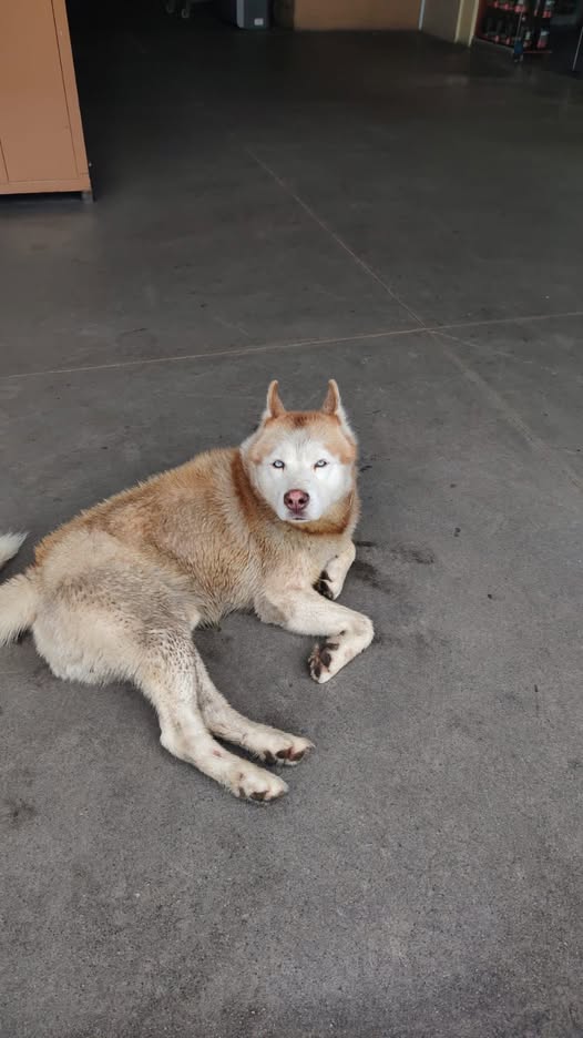 Foto del avistamiento de perro