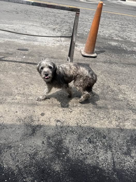 Foto del avistamiento de perro