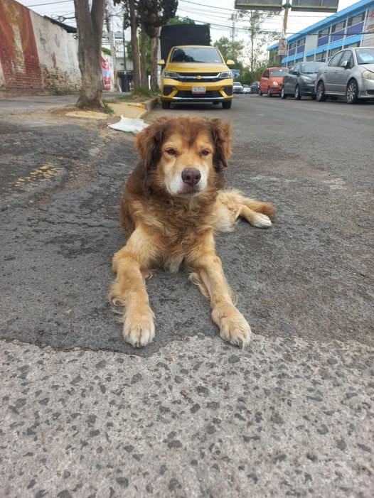 Foto del avistamiento de perro