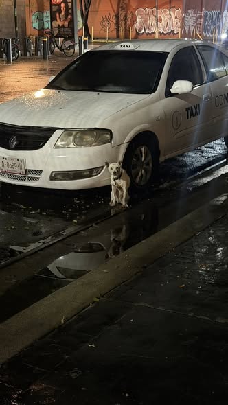 Dog sighting photo