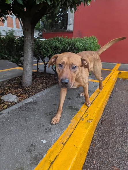 Dog sighting photo