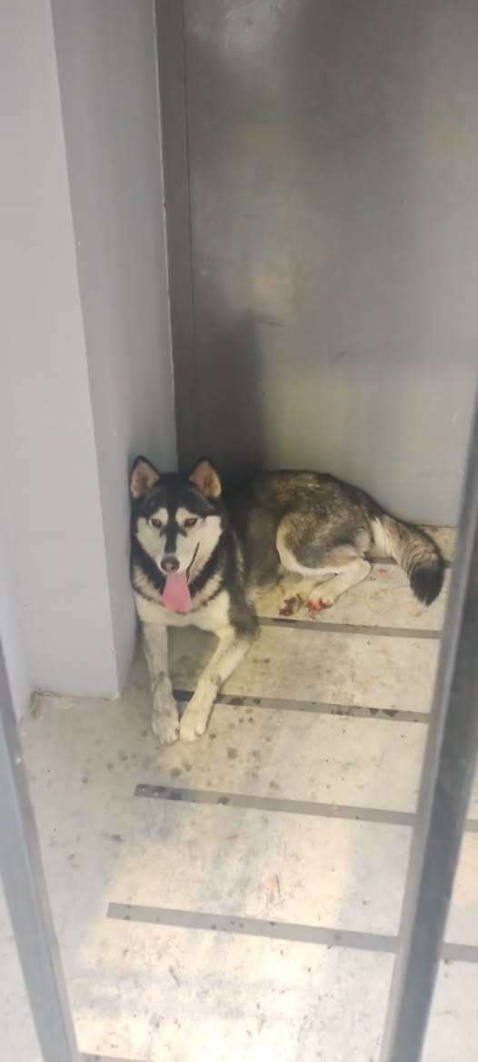 Foto del avistamiento de perro
