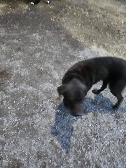 Dog sighting photo