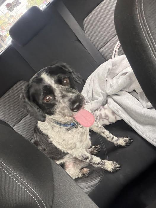Dog sighting photo