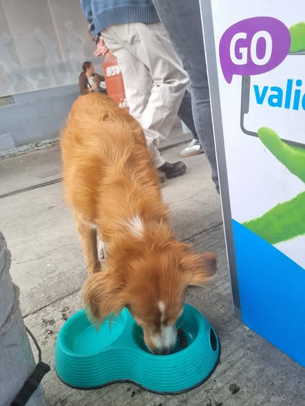 Foto del avistamiento de perro