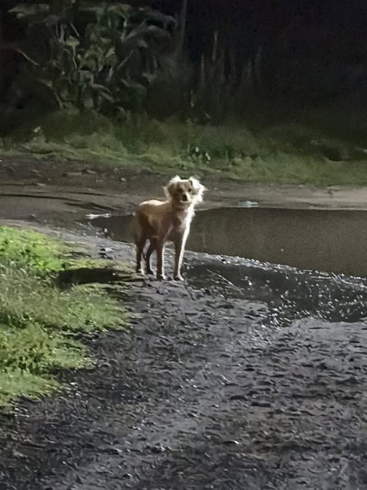 Dog sighting photo