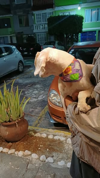 Foto del avistamiento de perro