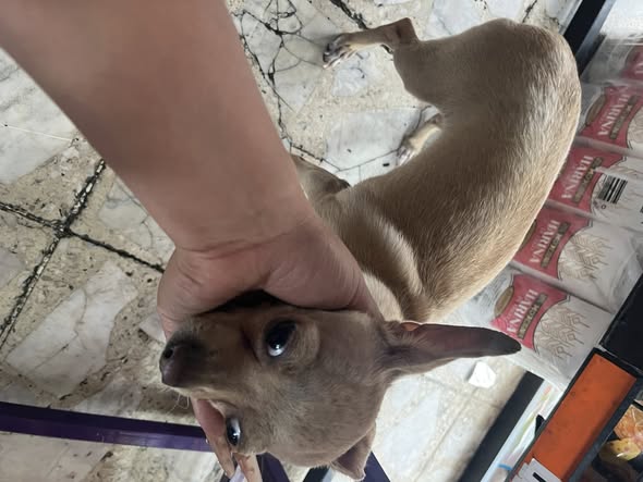 Foto del avistamiento de perro