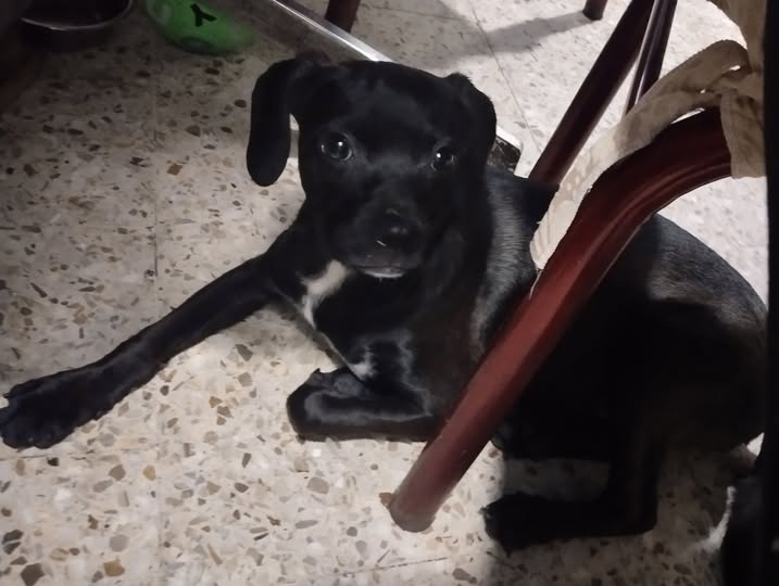 Foto del avistamiento de perro
