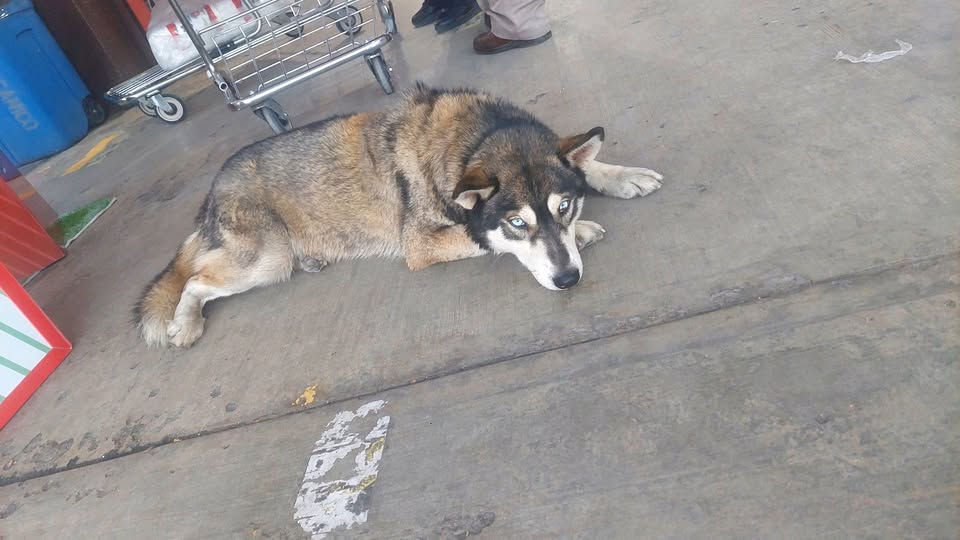 Foto del avistamiento de perro