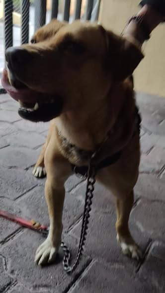 Foto del avistamiento de perro