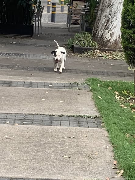 Foto del avistamiento de perro