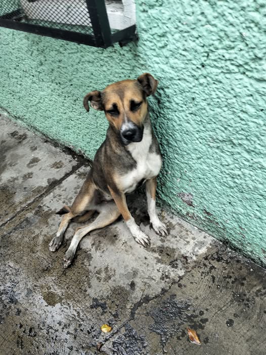 Dog sighting photo