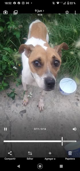 Dog sighting photo