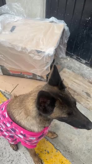 Foto del avistamiento de perro