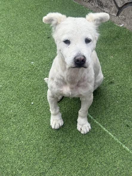 Foto del avistamiento de perro