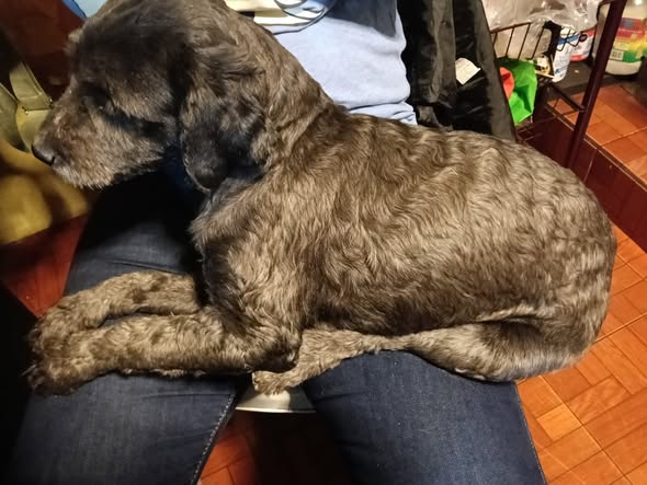 Dog sighting photo