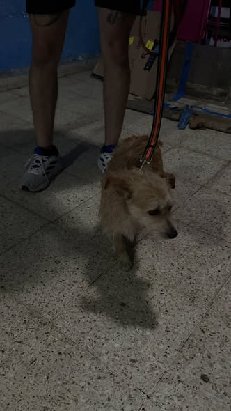 Foto del avistamiento de perro