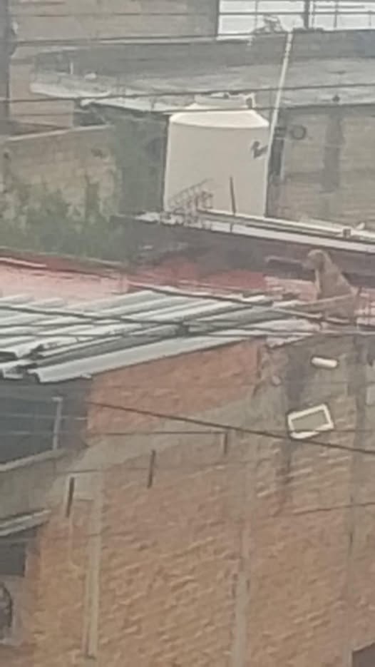 Foto del avistamiento de perro