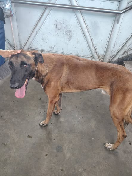 Foto del avistamiento de perro
