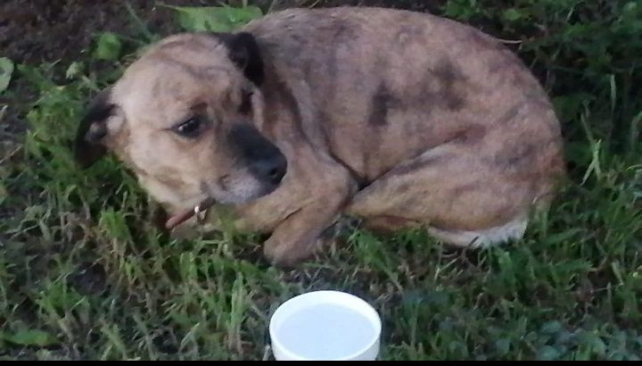 Dog sighting photo