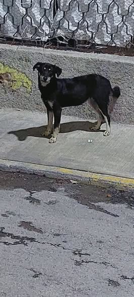 Foto del avistamiento de perro