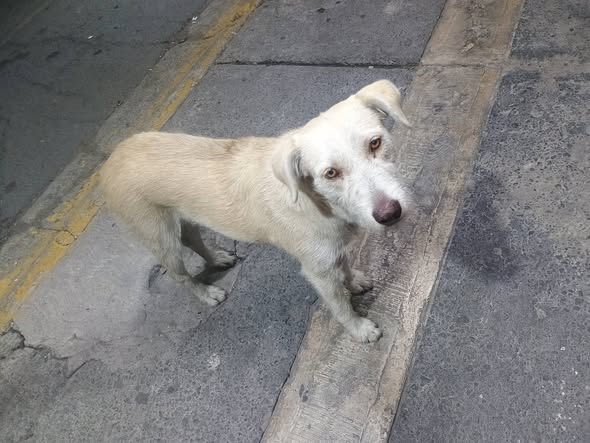 Dog sighting photo