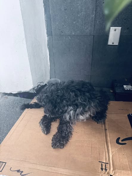 Foto del avistamiento de perro