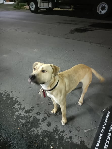 Foto del avistamiento de perro