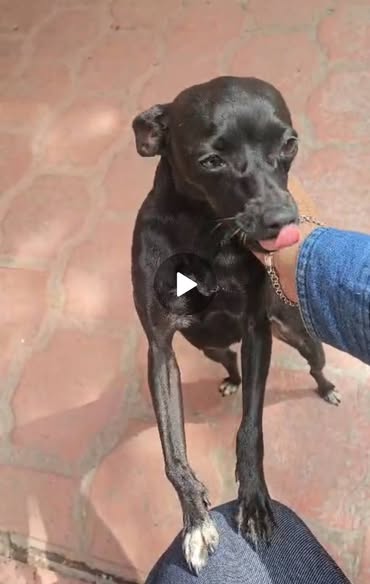 Foto del avistamiento de perro
