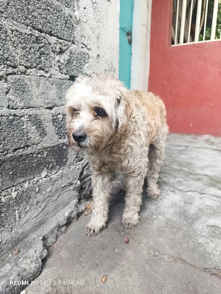Foto del avistamiento de perro