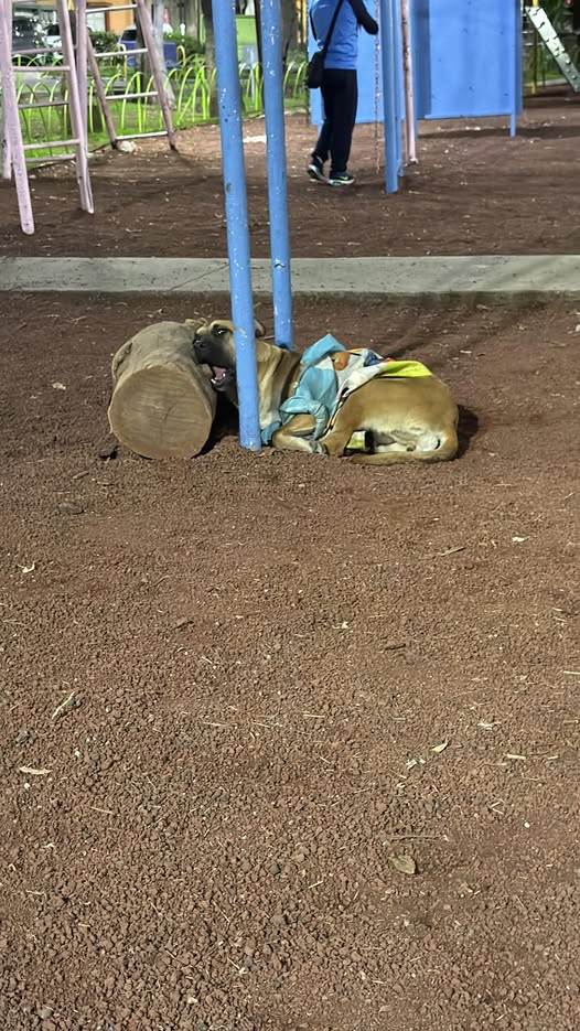 Dog sighting photo